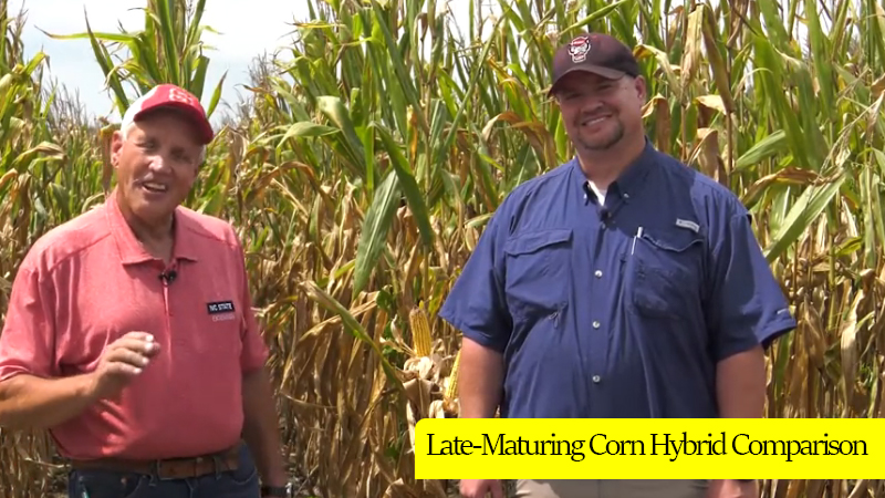Late-Maturing Corn Hybrid Comparison