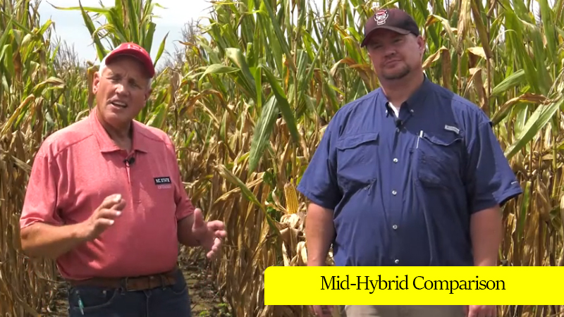 Mid-Hybrid Comparison - Sampson County