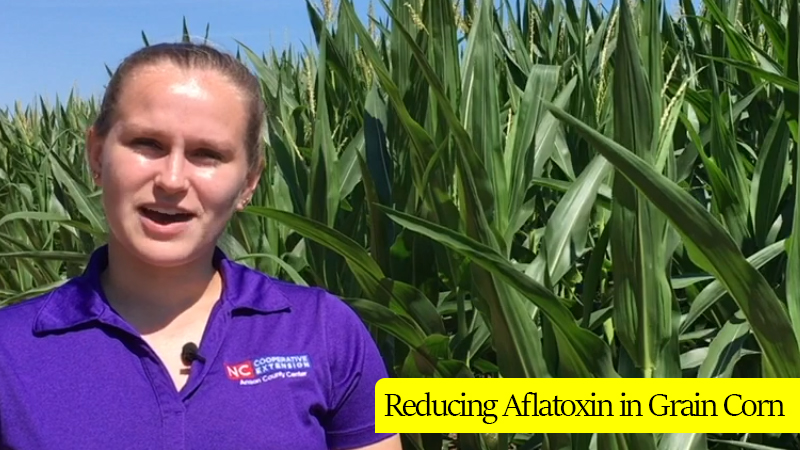 Reducing Aflatoxin in Grain Corn