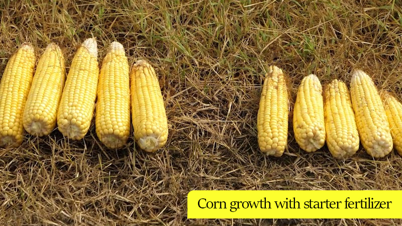 Corn growth with starter fertilizer