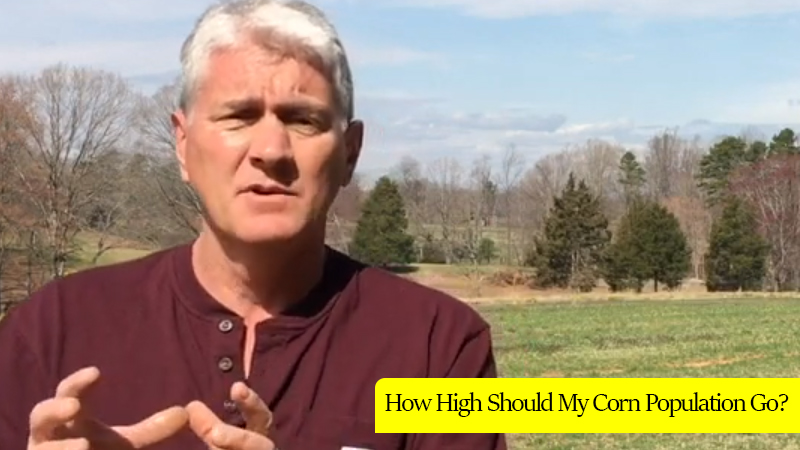 How high should my corn population grow