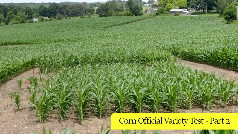 Corn Official Variety Test - Part 2
