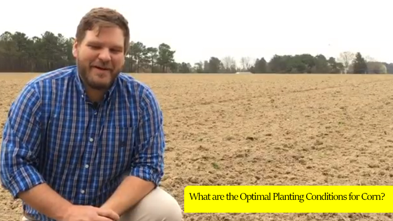 Optimal planting conditions for corn