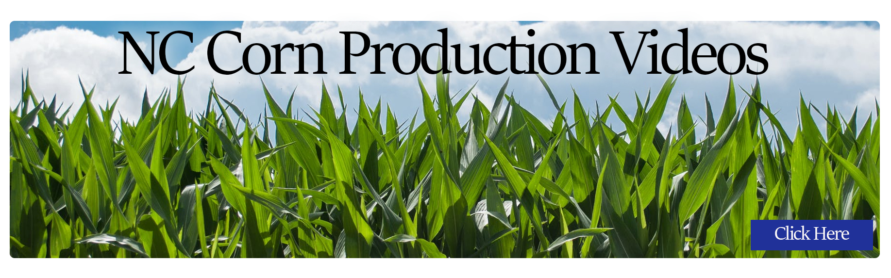 Click to view NC corn production videos